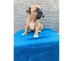 Boxer Puppy's for adoption - 9
