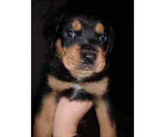 Purebred Rottweiler puppies looking for their forever home