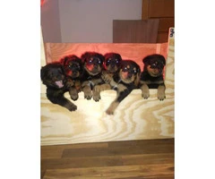 Purebred Rottweiler puppies looking for their forever home - 2