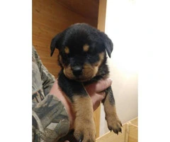Purebred Rottweiler puppies looking for their forever home - 3
