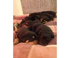 Purebred Rottweiler puppies looking for their forever home - 4