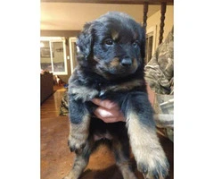 Purebred Rottweiler puppies looking for their forever home - 5