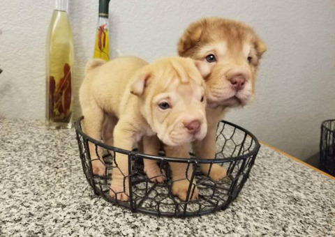 2 adorable mini Shar pei puppies for sale