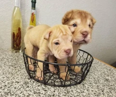 2 adorable mini Shar pei puppies for sale