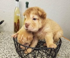 2 Adorable Mini Shar Pei Puppies For In Phoenix Arizona 2 Adorable Mini Shar Pei Puppies For