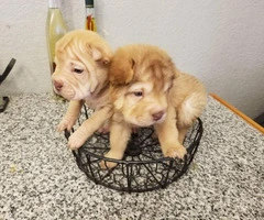 2 adorable mini Shar pei puppies for sale - 5