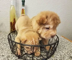 2 adorable mini Shar pei puppies for sale - 7