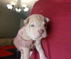 2 adorable mini Shar pei puppies for sale - 8