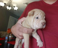 2 adorable mini Shar pei puppies for sale - 9