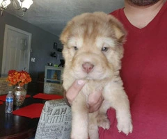 2 adorable mini Shar pei puppies for sale - 10