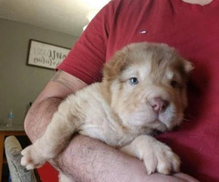 2 adorable mini Shar pei puppies for sale - 11