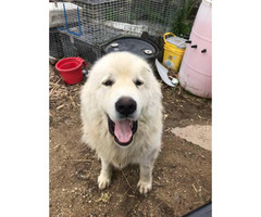 Males and Females Great Pyrenees Puppies for sale in ...