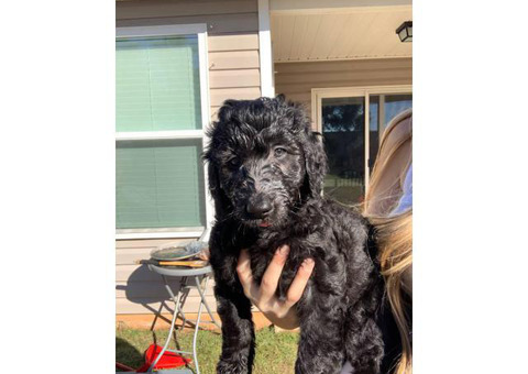 Full size Double Doodle Puppies up for sale