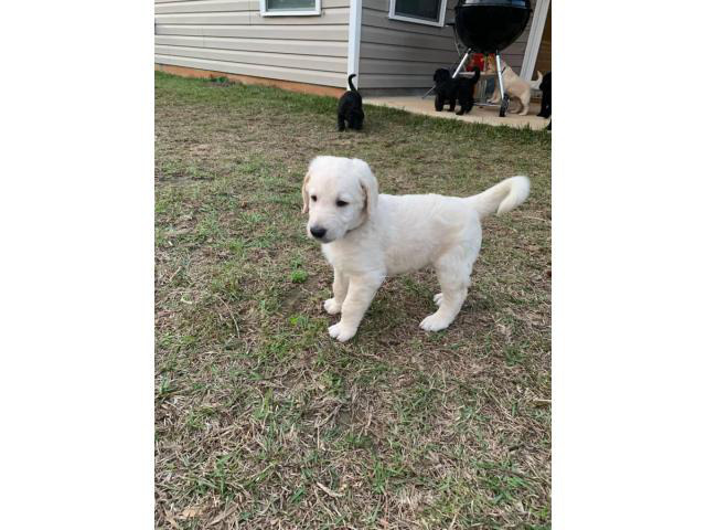 Full size Double Doodle Puppies up for sale in Atlanta ...