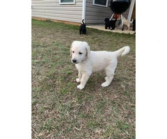 Full size Double Doodle Puppies up for sale