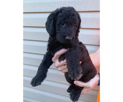 Full size Double Doodle Puppies up for sale
