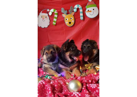 AKC German Shepherd puppies 2 girls and a boy