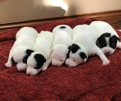 5 Pure bred Jack Russell puppies for sale - 1