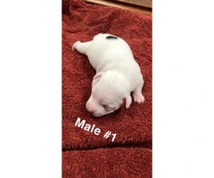 5 Pure bred Jack Russell puppies for sale - 2