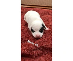 5 Pure bred Jack Russell puppies for sale - 3