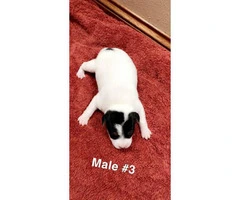 5 Pure bred Jack Russell puppies for sale - 4