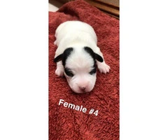 5 Pure bred Jack Russell puppies for sale - 5