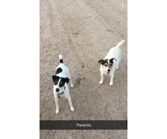 5 Pure bred Jack Russell puppies for sale - 7