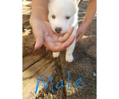 A litter of husky puppies available today in Greenville ...