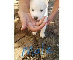 4 Lovely gorgeous Siberian Husky puppies for good home