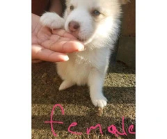 4 Lovely gorgeous Siberian Husky puppies for good home - 2
