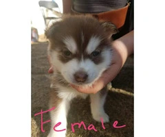 4 Lovely gorgeous Siberian Husky puppies for good home - 3