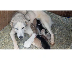 4 Lovely gorgeous Siberian Husky puppies for good home - 5