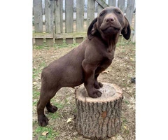 One male chocolate lab puppy available