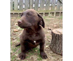 One male chocolate lab puppy available - 2