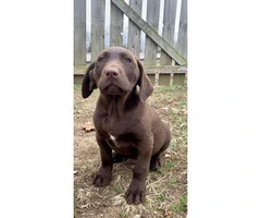 One male chocolate lab puppy available - 3