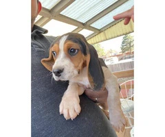 Two cute beagle puppies for sale
