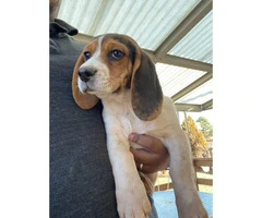 Two cute beagle puppies for sale - 2