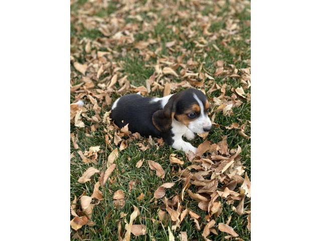 3 Beagle Breeders in Minnesota (MN) - Beagle Puppies for Sale - AnimalFate