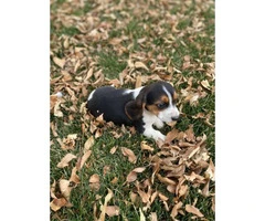 Two cute beagle puppies for sale - 3