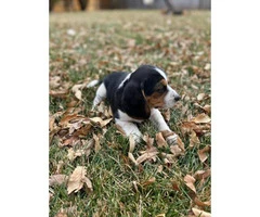 Two cute beagle puppies for sale - 4