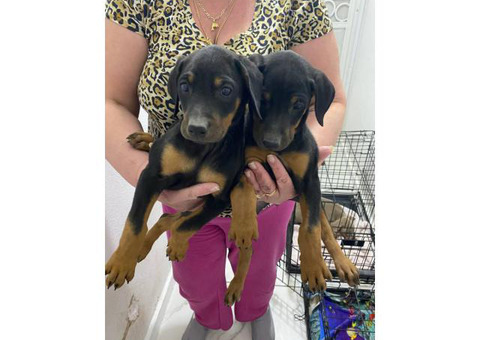 2 months old Doberman puppies for sale