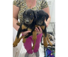 2 months old Doberman puppies for sale