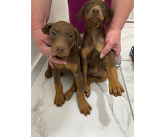 puppies doberman months