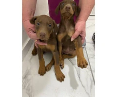 2 months old Doberman puppies for sale - 2
