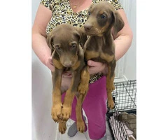 2 months old Doberman puppies for sale - 3