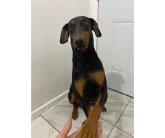2 months old Doberman puppies for sale - 5