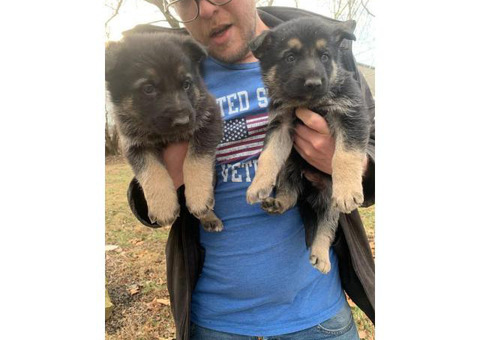Litter of German Sheperds for Sale