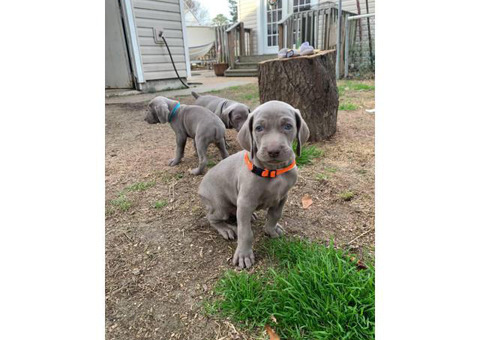 Gorgeous blue-eyed Weimaraner puppies waiting for their new home