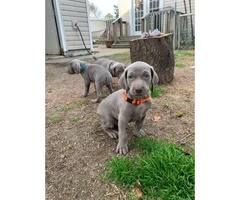 Gorgeous blue-eyed Weimaraner puppies waiting for their new home