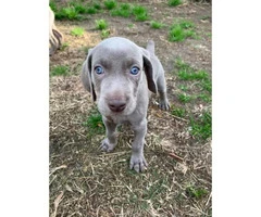 Gorgeous blue-eyed Weimaraner puppies waiting for their new home - 2